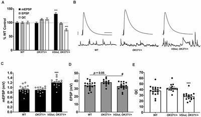 Homeostatic Depression Shows Heightened Sensitivity to Synaptic Calcium